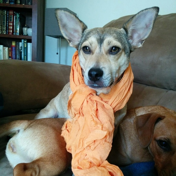 Meet your Posher, Heather - Picture 5 of 8